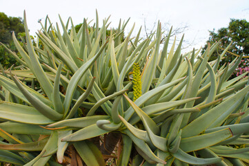 Aloe glauca blossoming yellow flowers succulent plant