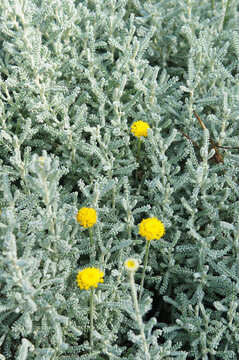 santolina chamaecyparissus incana or  cotton lavender green plant