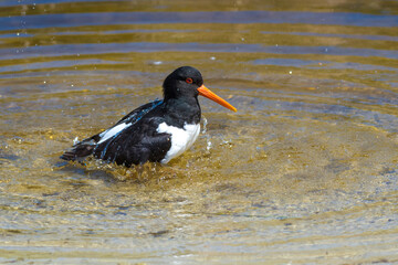 oystercatcher bird, Haematopus ostralegus - Austernfischer, badet im Wasser und putzt sein Federkleid, Querformat, Helgoland, Düne