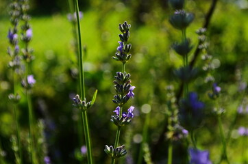 Close up of bunch of lavender flowers in blossom