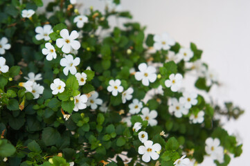 Shrub of bacopa monnieri or water hyssop white flowers with green