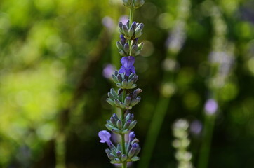 Close up of bunch of lavender flowers in blossom