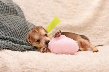 cute little puppy playing with a tangle of pink threads. puppy on the bed