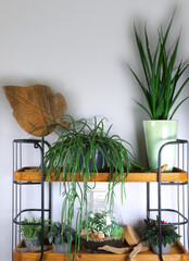 Indoor plants different potplant sets. industrial green interior. Urban jungle interior in livingroom of home garden jungle.