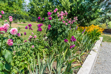 Zinnia flowers Garden