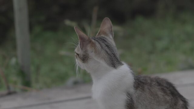 Cat filmed in flat profile