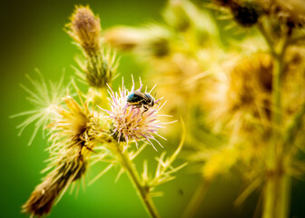 bee on a dandelion