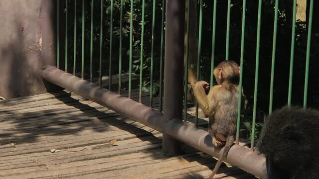 The little baby Monkey you must see
