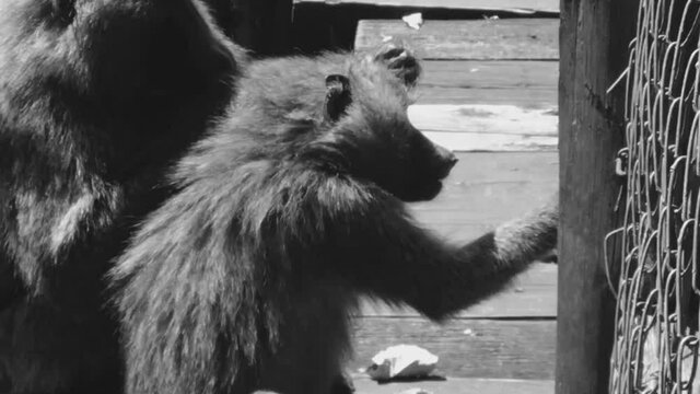 Two monkeys cleaning themselves in Nairobi  National Park