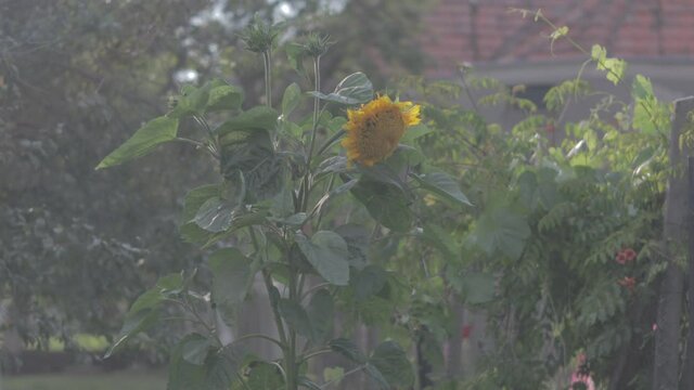 Sunflower filmed in flat profile