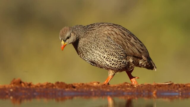 A close full body shot of a sub-adult Swainson's Spurfowl walking along the water's edge in search of food, Greater Kruger.