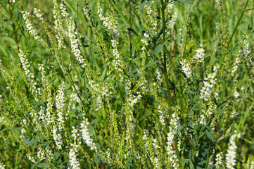 Melilotus albus or honey clover white flowers with green
