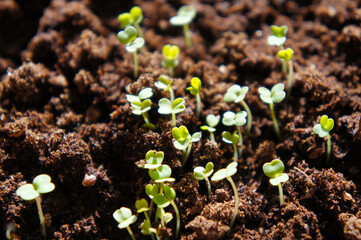 green sprouts of  rucola in soil