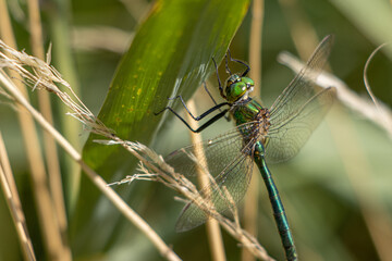 big green dragonfly clings to a reed