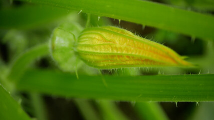 Pattypan squash patty pan Cucurbita pepo patissonian summer white squash young unripe fruit garden rest of yellow flower green bud, farm farming growth plant organic countryside greenhouse