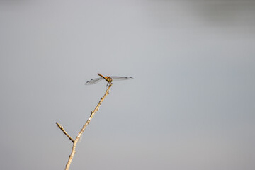 brown dragonfly sits on a branch above a lake and looks for prey