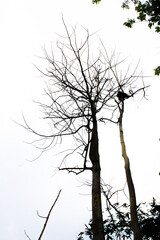 dead tree silhouette