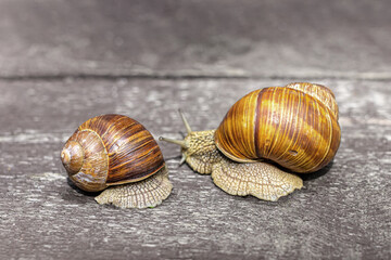 Two grape snails with large brown shells