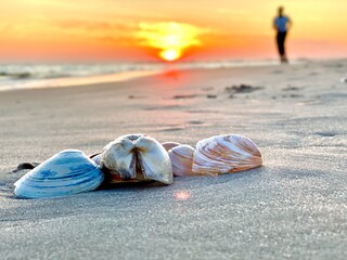 person on the beach and seashells 