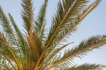 Obraz na płótnie Canvas Summertime palm lives