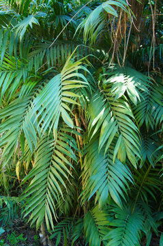 Chamaedorea elegans or parlour palm green leaves vertical © skymoon13