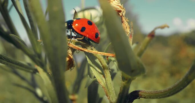 Closeup macro of a lady bug crawling on the leaf of a plan in a field