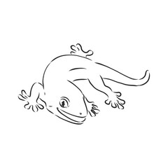 Vector hand drawn doodle sketch gecko lizard isolated on white background