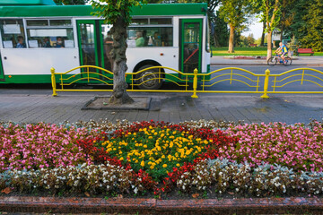 Flowerbed with colorful flowers on a background of  Lutsk city street. Selective focus.