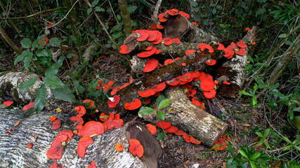 The bright orangy-red Cinnabar bracket fungus growing on cut yellowwood logs © Gerrit Rautenbach