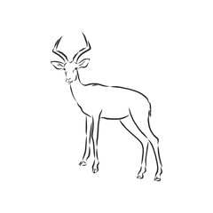 antelope sketch vector graphics black and white drawing