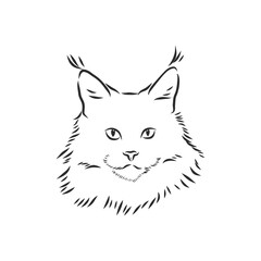 Maine coon cat portrait. Hand drawn vector illustration. Can be used separately from your design.
