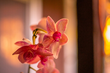 orchid on a wooden background