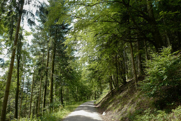 Fototapeta premium Schwarzwald