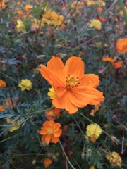 orange flower in the garden
