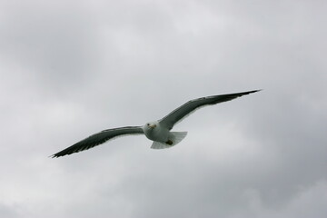 Fototapeta na wymiar Beautiful Seagulls flying in the sky, gray sky with clouds, rainy day