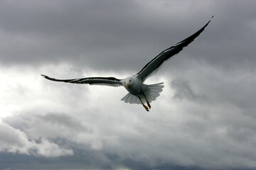 Beautiful Seagulls flying in the sky, gray sky with clouds, rainy day