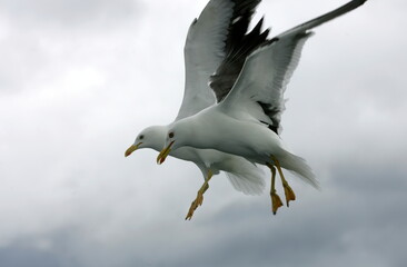 Beautiful Seagulls flying in the sky, gray sky with clouds, rainy day