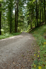 Fototapeta na wymiar Pfad im Schwarzwald