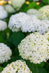 Flowers blossom on sunny day. Flowering hortensia plant. White Hydrangea macrophylla blooming in spring and summer in a garden. Nature background