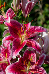 赤に白が混ざった艶やかなユリのクロ－ズアップ　　バンクーバー　ブリティッシュコロンビア　カナダ　
