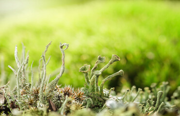Cladonia cup lichen colony