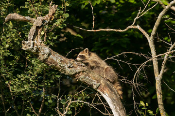 The raccoon, sitting on a tree. Mammal native to North America.