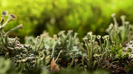 Cladonia Cup Lichens