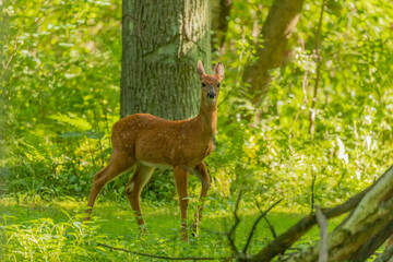 White tailed deer,fawn in the forest