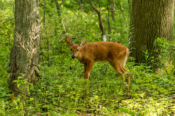White tailed deer,fawn in the forest
