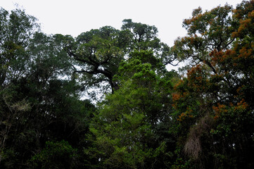 Obraz premium The green giants in Knysna Forest can reach up to an impressive 200 feet