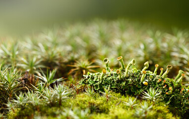 Mossy forest floor