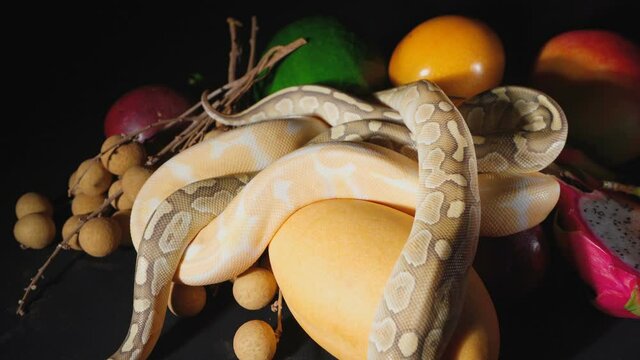 Video of fresh exotic fruits and ball pythons
