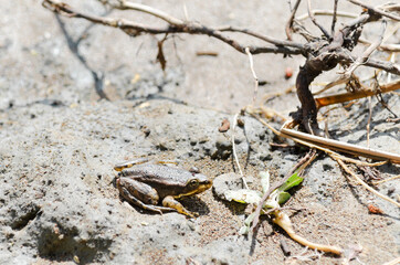 A tiny yellow-brown frog sits on the wet sand on a Sunny day. Electoral focus