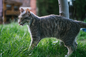 Cat licking a blade of grass with a strange face. Focus selective. Domestic animal.